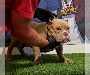 American Bully Dogs for adoption in CHESAPEAKE, VA, USA