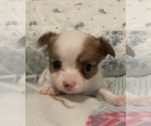 Chihuahua Puppy for sale in LYNCHBURG, VA, USA