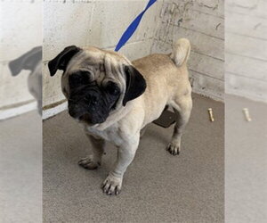 Pug Dogs for adoption in San Bernardino, CA, USA
