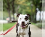 Small #17 American Pit Bull Terrier Mix
