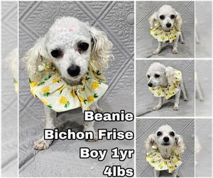 Bichon Frise Dogs for adoption in Seattle, WA, USA