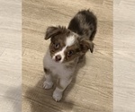 Small #10 Miniature Australian Shepherd