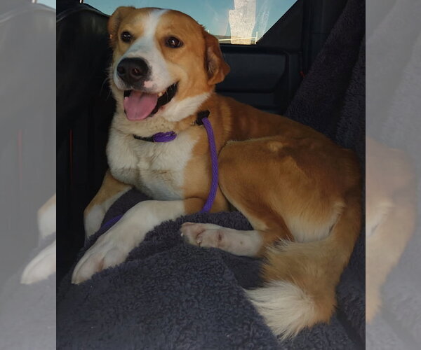 Medium Photo #1 Border Collie-Unknown Mix Puppy For Sale in Las Vegas, NM, USA