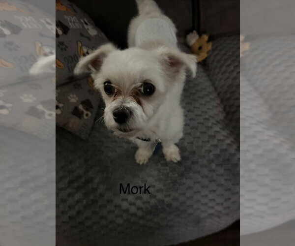 Medium Photo #4 Maltese Puppy For Sale in Colorado Springs, CO, USA