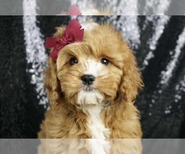Medium Photo #1 Cavapoo Puppy For Sale in WARSAW, IN, USA