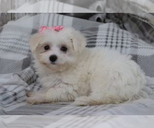 Maltese Puppy for sale in SHILOH, OH, USA
