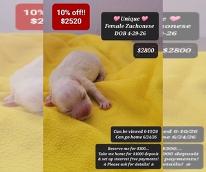 Havanese-Zuchon Mix Puppy for sale in TUCSON, AZ, USA