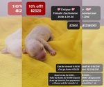 Image preview for Ad Listing. Nickname: Unique