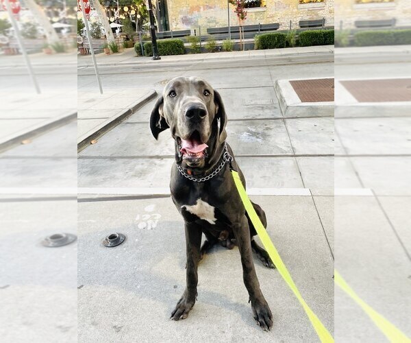 Medium Photo #1 Great Dane Puppy For Sale in SACRAMENTO, CA, USA