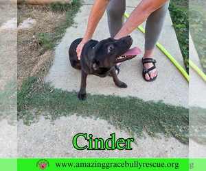 Cinder - Female Labrador Retriever-Unknown Mix Dog for Adoption - Photo #11