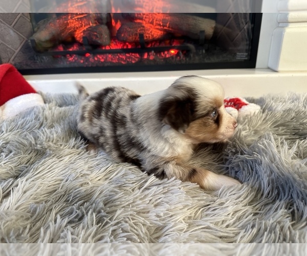 Medium Photo #10 Miniature Australian Shepherd Puppy For Sale in QUINCY, CA, USA