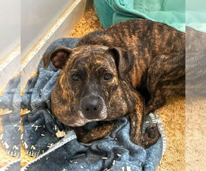 Mutt Dogs for adoption in Unionville, PA, USA