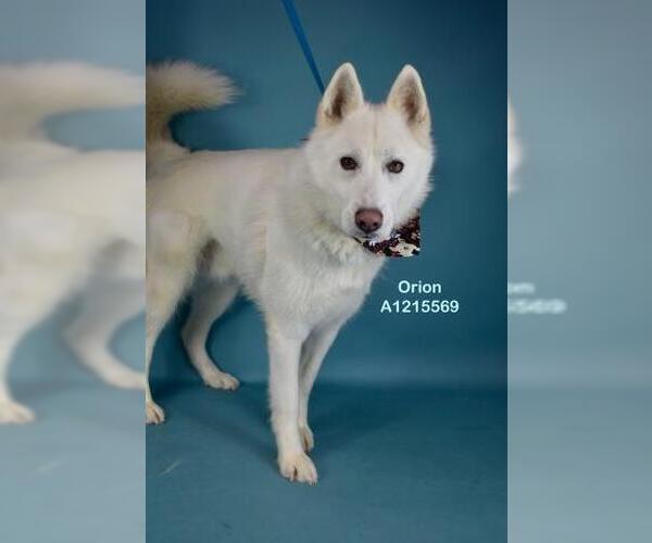 Medium Photo #2 Siberian Husky Puppy For Sale in Bakersfield, CA, USA