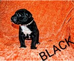 Puppy Mr Black Presa Canario