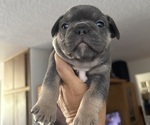 Puppy Puppy 1 French Bulldog