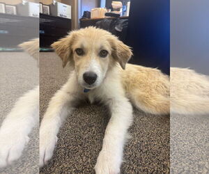 Great Pyrenees-Unknown Mix Dogs for adoption in Minneapolis, MN, USA