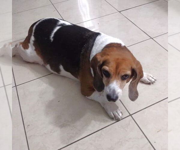 Medium Photo #9 Beagle Puppy For Sale in Dunnellon, FL, USA