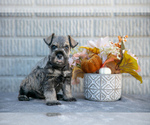 Puppy Remus Schnauzer (Miniature)