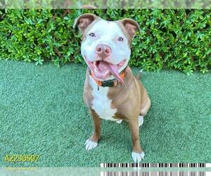 American Pit Bull Terrier Dogs for adoption in West Palm Beach, FL, USA