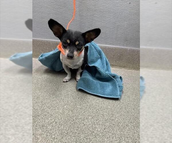Medium Photo #1 Chihuahua-Unknown Mix Puppy For Sale in Las Vegas, NV, USA