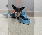 FIRULAIS - Female Chihuahua-Unknown Mix Dog for Adoption - Small photo