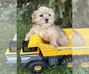 Shorkie Tzu Puppy for sale in MIDDLEBURY, IN, USA