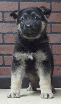 Medium Photo #2 German Shepherd Dog Puppy For Sale in NAPPANEE, IN, USA