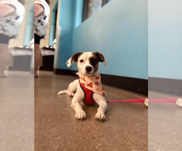 Medium Photo #4 Jack-A-Bee Puppy For Sale in La Verne, CA, USA