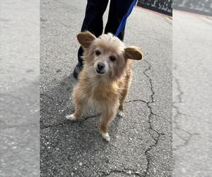 Chion Dogs for adoption in Rancho Cucamonga, CA, USA