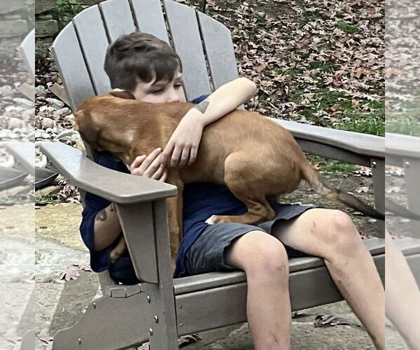 Medium Photo #20 Mutt Puppy For Sale in Germantown, OH, USA