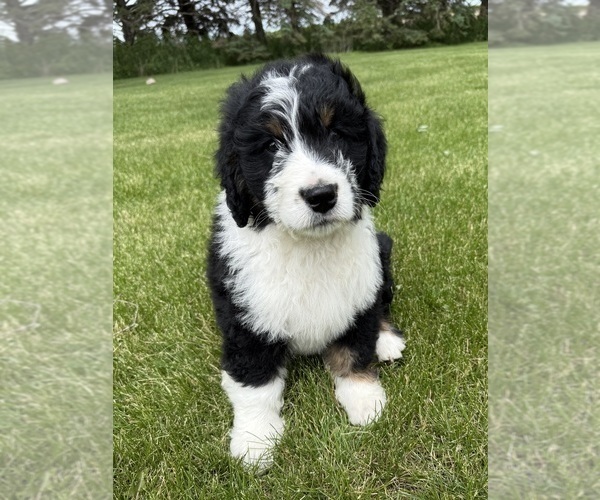 Medium Photo #2 Bernedoodle Puppy For Sale in SIBLEY, IL, USA