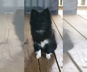 Pomeranian Puppy for sale in ACWORTH, GA, USA