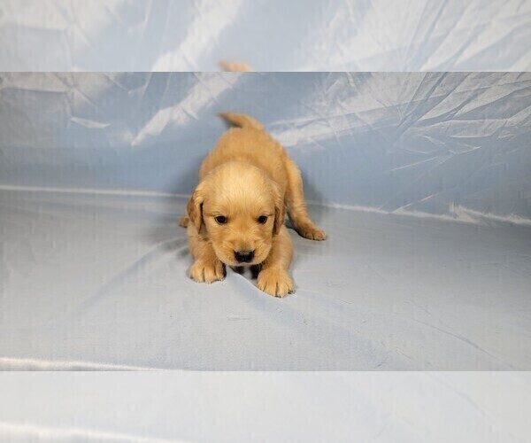 Medium Photo #4 Golden Retriever Puppy For Sale in BLACK FOREST, CO, USA