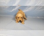 Small #3 Golden Retriever