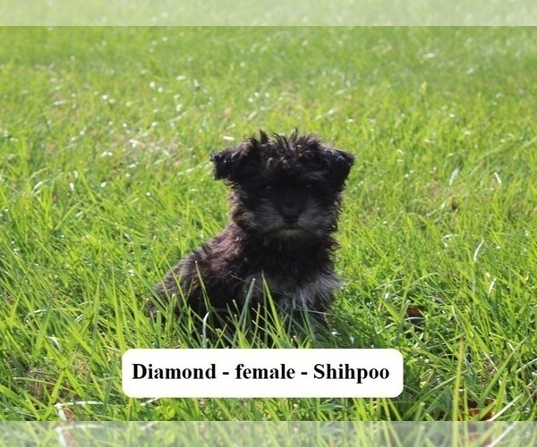 Medium Photo #2 Shih-Poo Puppy For Sale in CLARKRANGE, TN, USA