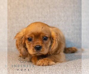 Cavalier King Charles Spaniel Puppy for sale in NARVON, PA, USA