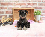 Small #4 Schnauzer (Miniature)