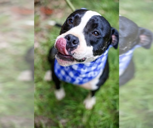 Medium Photo #2 American Bulldog-Unknown Mix Puppy For Sale in Greenville, SC, USA