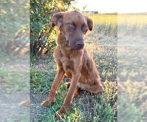 June Carter - Female Golden Shepherd Dog for Adoption - Photo #31