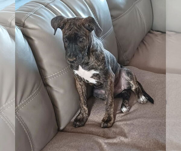 Medium Photo #10 Great Dane-Unknown Mix Puppy For Sale in Huntersville, NC, USA