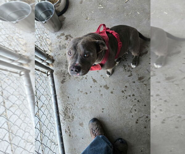 Medium Photo #4 American Pit Bull Terrier Puppy For Sale in Monte Vista, CO, USA