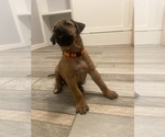 Small Photo #8 Rhodesian Ridgeback Puppy For Sale in KELLER, TX, USA