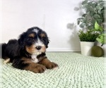 Small #3 Bernedoodle (Miniature)