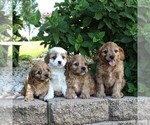 Small Photo #2 Cavapoo Puppy For Sale in GAP, PA, USA
