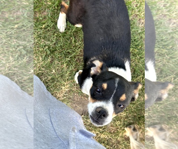 Medium Photo #8 Mutt Puppy For Sale in Bellevue, WA, USA