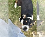 Small #7 Mutt