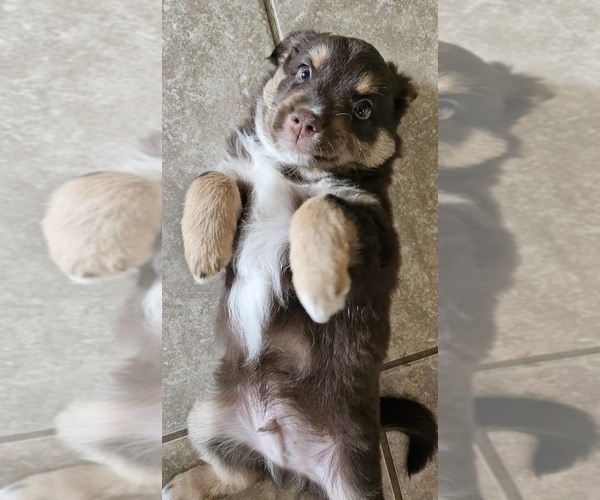 Medium Photo #3 Miniature Australian Shepherd Puppy For Sale in WALLER, TX, USA