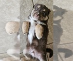 Small #2 Miniature Australian Shepherd