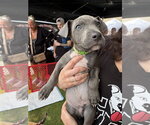 Gambit (Marvel 7) - Male Mutt Dog for Adoption - Small photo