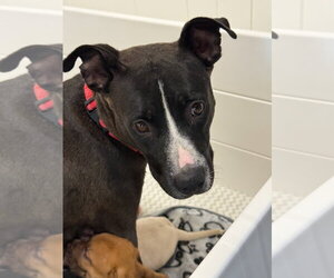 American Staffordshire Terrier-Unknown Mix Dogs for adoption in Gilberts, IL, USA